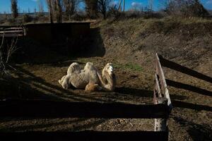 chameau visage fermer sur une ranch dans le village photo