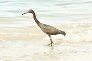une oiseau en marchant le long de le plage dans le océan photo