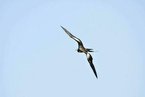 une noir et blanc oiseau en volant dans le bleu ciel photo