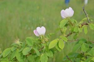 diverses fleurs sauvages fleuries d'herbe photo