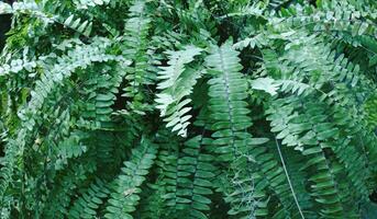 la nature feuilles, vert tropical forêt, backgound illustration concept photo