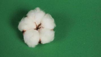 gros plan de fleur de coton sur fond vert. photo