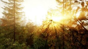 lumière du soleil diffusion par des arbres dans une serein forêt photo