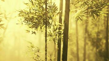 bambou forêt montrant de ses verdure photo