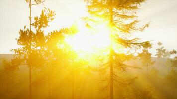 le Soleil éblouissement passer par le brouillard et arbre branches photo