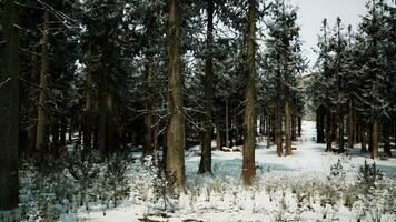 épicéas couvert avec blanc duveteux neige photo