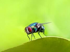 vert mouches sur brouiller Contexte. ces mouches pouvez cause maladies cette sont transmis par leur salive. proche en haut de vert voler. photo