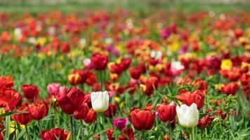 prairie de tulipes multicolores près de krasnodar, russie. photo