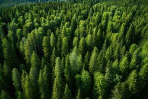 ai généré aérien vue de conifère forêt dans été. Haut voir, aérien vue de vert été forêt avec épicéa et pin des arbres dans Finlande, ai généré photo