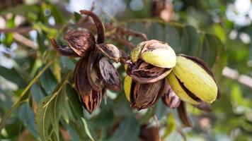 noix de pécan séchées sur l'arbre, automne en israël