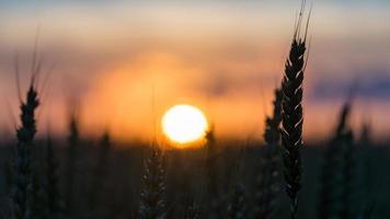 beau coucher de soleil sur le champ blagoveshenskaya, russie photo