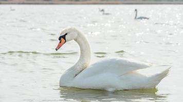 cygne blanc en gros plan, lac sasyk-sivash photo