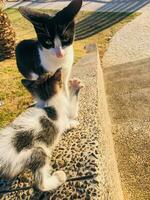 chat mère liaison avec sa chaton photo