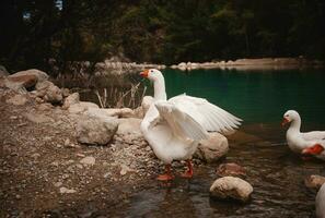 blanc oies orner le Lac le long de le lycien chemin, un idyllique scène dans la dinde Naturel beauté photo