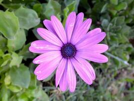 violet Couleur africain Marguerite fleur isolé sur blanc Contexte. macro photo de un africain Marguerite.