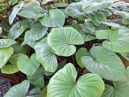 image de gros vert feuilles dans le forme de une cœur photo