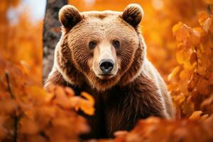 ai généré de face vue de marron ours dans l'automne forêt. portrait de Kamchatka ours photo