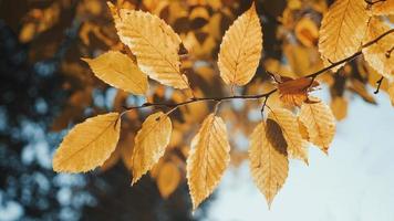 feuilles d'automne se bouchent photo
