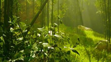 vert bambou forêt dans le Matin lumière du soleil photo