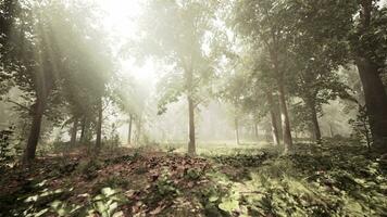 du soleil des rayons Pause par le branches de des arbres embrasé dans le Matin brouillard photo