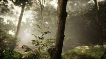 lumière du matin dans le magnifique jardin de la jungle photo