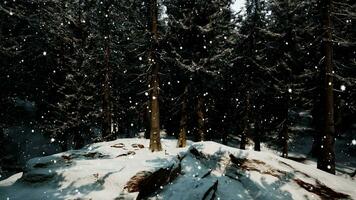 forêt d'hiver dans la neige photo
