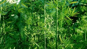 une grand groupe de vert les plantes dans une champ photo