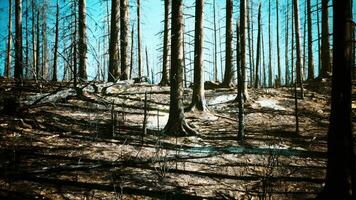 forêt Feu dans le après midi photo