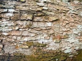 arbre écorce texture, arbre tronc, rugueux aboyer, bois planche texture pour texture Contexte bois travail photo