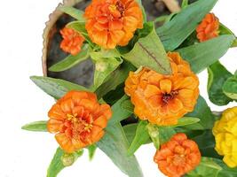 mélampode divaricatum fleur, une délicieux floraison plante apprécié pour ses charmant et délicat fleurs photo