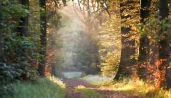 ai généré Soleil des rayons par le des arbres photo