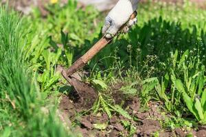 vieux homme déracine houe mauvaises herbes dans le sien jardin photo