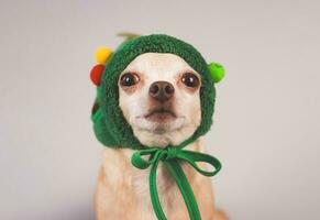 marron court cheveux chihuahua chien, portant vert Noël arbre chapeau costume séance sur gris Contexte et à la recherche à caméra, isolé. photo