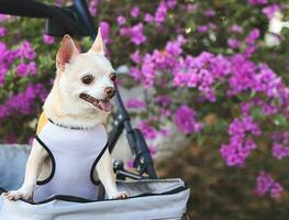 content marron court cheveux chihuahua chien permanent dans animal de compagnie poussette dans le parc avec violet fleurs Contexte. souriant et à la recherche de côté avec curiosité. photo