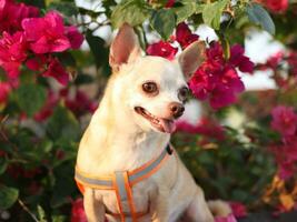 chien chihiahua brun heureux et en bonne santé assis avec des fleurs de bougainvilliers roses avec la lumière du soleil du matin. photo