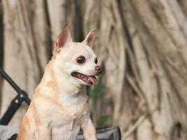 content et en bonne santé chihuahua chien permanent dans animal de compagnie poussette avec arbre les racines Contexte dans le parc, à la recherche une façon avec curiosité. photo