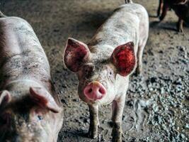 éleveur porc avec sale corps, fermer de les cochons corps.big porc sur une ferme dans une porcherie, Jeune gros national porc à animal ferme à l'intérieur photo