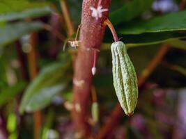 vert petit cacao dosettes branche avec Jeune fruit et épanouissement cacao fleurs grandir sur des arbres. le cacao arbre théobrome cacao avec des fruits, brut cacao arbre plante fruit plantation photo