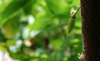 vert petit cacao dosettes branche avec Jeune fruit et épanouissement cacao fleurs grandir sur des arbres. le cacao arbre théobrome cacao avec des fruits, brut cacao arbre plante fruit plantation photo