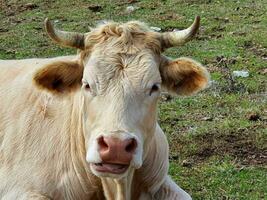 fermer de une blanc vache ruminer sur herbe. photo