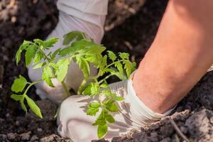 un vieux femme les plantes semis de tomates dans sa jardin photo