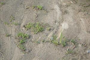 herbe verte dans le jardin photo