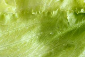 Frais vert salade surface texture photo