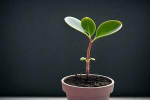 ai généré plante dans une pot sur noir Contexte photo