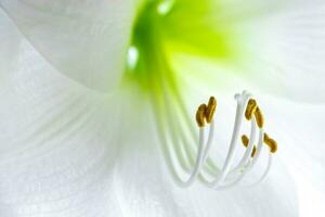 délicate fleur d'hippeastrum blanc. gros plan des étamines et du pistil. fond naturel. photo