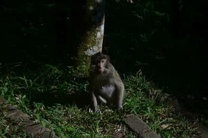 portrait fermer de une Jeune cynomolgus singe à la recherche directement dans le caméra, le forêt tropicale diffuser dans le Contexte. photo
