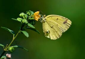 magnifique papillon dans nature, nature images, beauté dans nature, fraîcheur, photographie photo