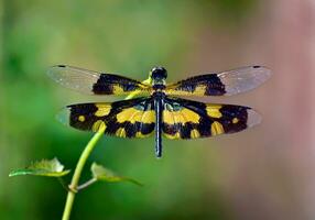 magnifique libellules dans nature, nature images, beauté dans nature, fraîcheur, photographie photo