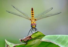 magnifique libellules dans nature, nature images, beauté dans nature, fraîcheur, photographie photo