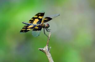 magnifique libellules dans nature, nature images, beauté dans nature, fraîcheur, photographie photo